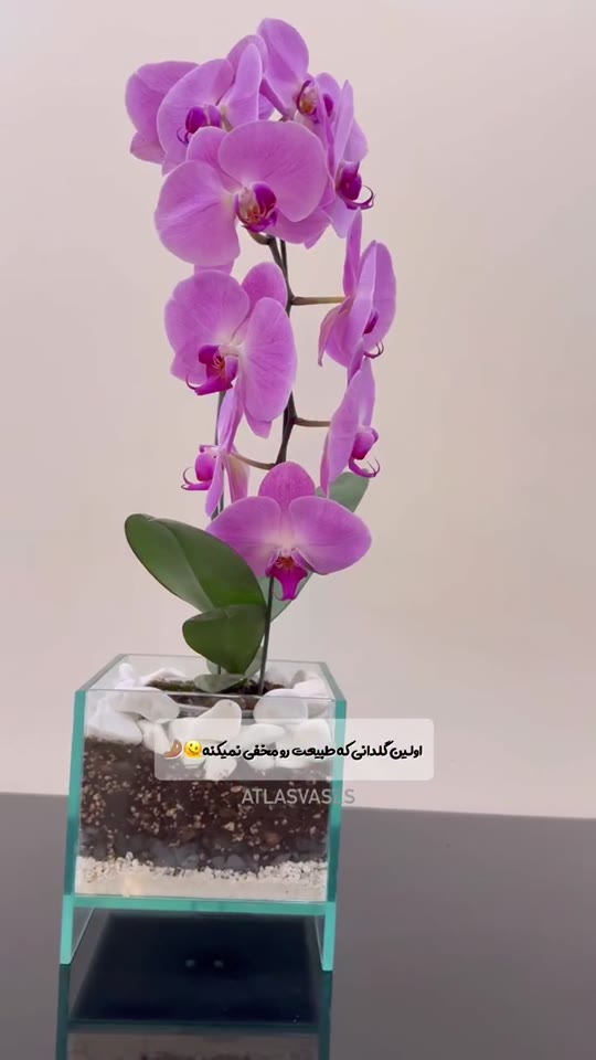 گلدان شیشه‌ای با گل ارکیده